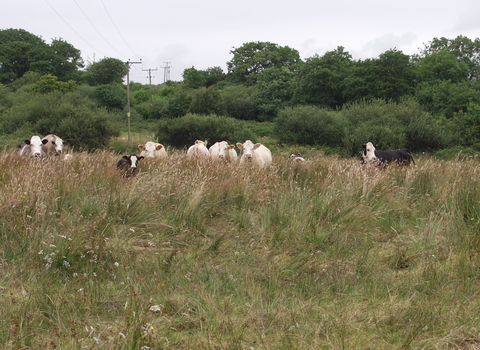 Cows grazing at Stapleton Mire 
