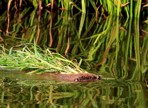 Beaver swimming in the River Otter