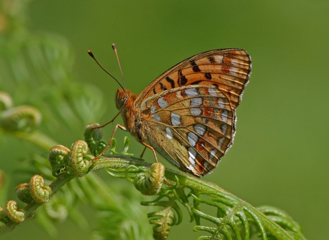 High brown fritillary butterfly on bracken.