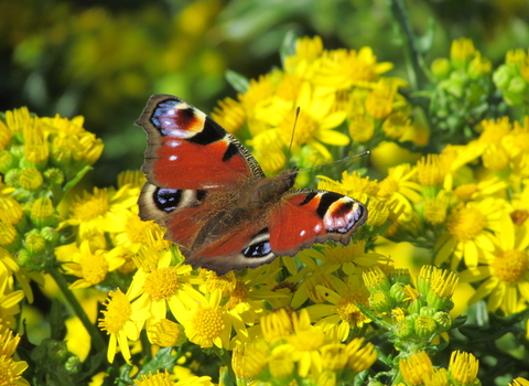 Peacock butterfly on small yellow flowers