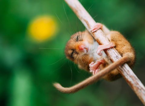 Hazel dormouse hanging from branch