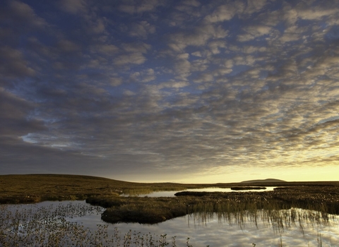 Bog peatland at dawn