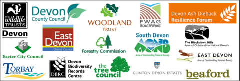 SDT logos