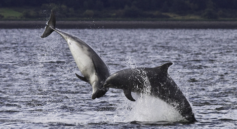 bottlenose dolphin Harry Hogg