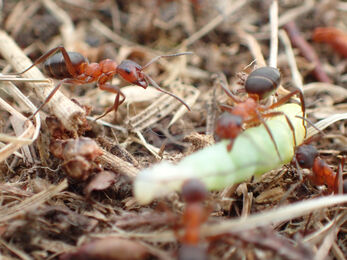 Narrow-headed ants (formica exsecta) on the ground
