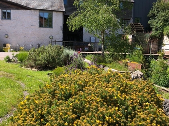 Cricklepit Wildlife Garden 2021