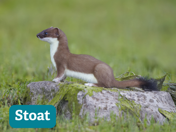 a stoat perched on a rock looking intently to the left