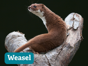 a weasel on a branch looking around