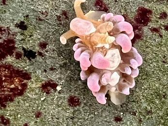 Hair curler sea slug 