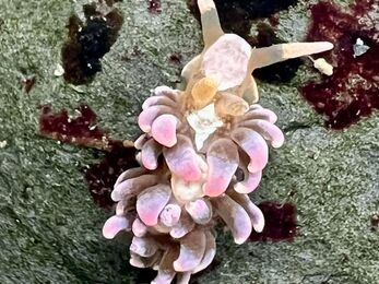 Hair curler sea slug