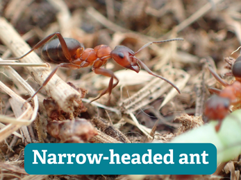 up close shot of a redish narrow-headed ant