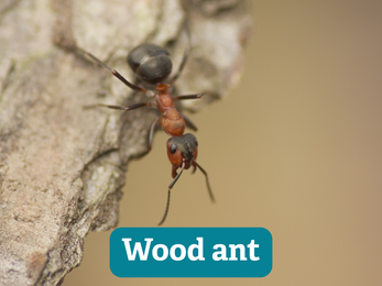 close up of black/red wood ant