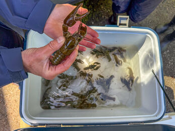 a cooler full of native white-clawed crayfish with one selected and being taken from release into its new home