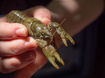 a white-clawed crayfish being held in hand before release