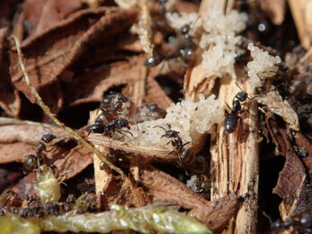 the black erratic ants tending to their nest