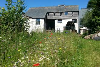 Poppies in the Cricklepit Mill wildlife garden