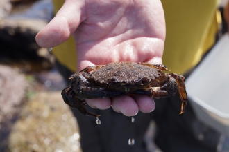 Crab in persons hand at Wembury