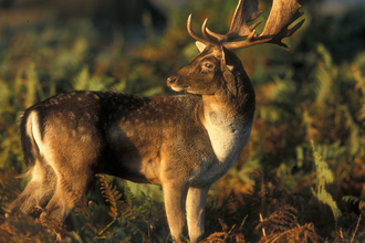 Stag in the late afternoon sun in Devon 