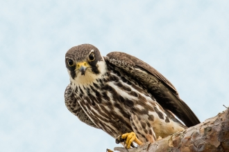 The North Devon Bird of Prey Centre