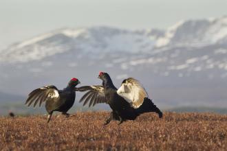 Black grouse males lekking