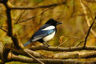 Magpie