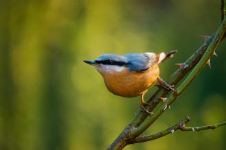 Nuthatch