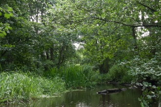 Wet woodland