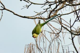 Ring-necked parakeet