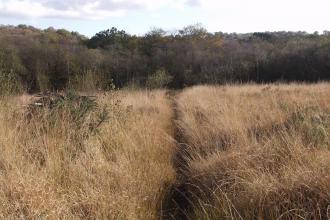 Heathland at Ashculm Turbary