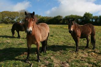 Ponies grazing at Andrew's Woood