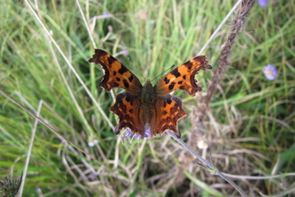 Comma butterfly in the meadow at Ash Moor