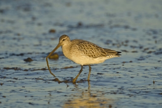 Bar-tailed Godwit