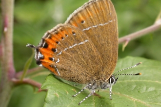 Black hairstreak butterfly