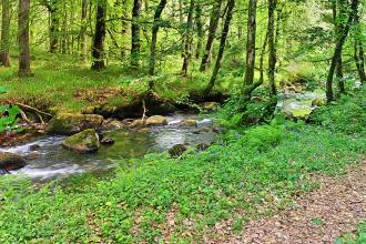 River Webbern flowing through Blackadon nature reserve. 