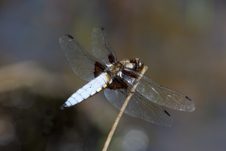 Broad-bodied Chaser