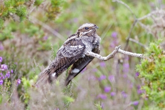 Nightjar sitting among the heather at Chudleigh Knighton Heath