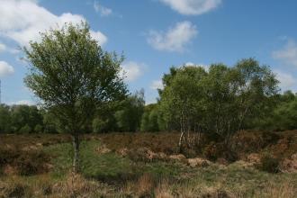 Trees growing at Chudleigh Knighton Heath