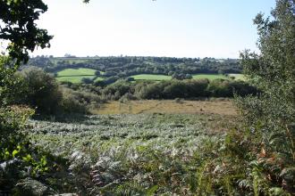 Clayhidon Turbary nature reserve