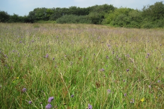 Culm grassland at Volehouse
