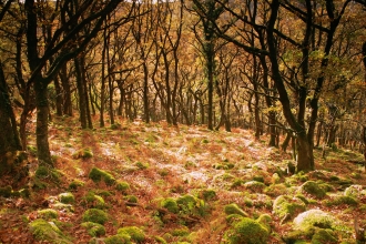 Dart Valley woodland in autumn