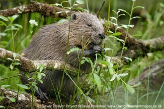 Beaver eating vegetation 