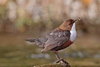 Dipper eating grubs in a river
