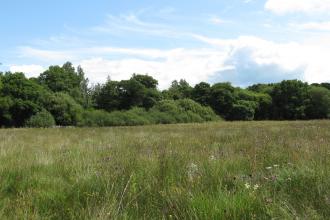 Grasses growing at Ash Moor