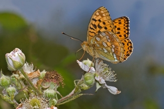 High brown fritillary at Blackadon nature reserve