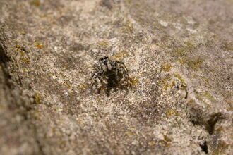 Spiders | Devon Wildlife Trust