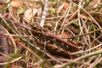 Grasshoppers And Crickets Devon Wildlife Trust