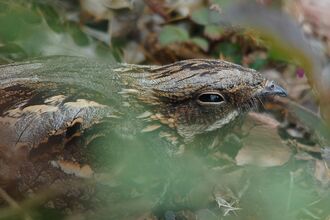 Nightjar camouflaging into the forest floor