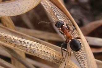 Narrow headed ant at Chudleigh Knighton Heath