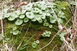 Navelwort