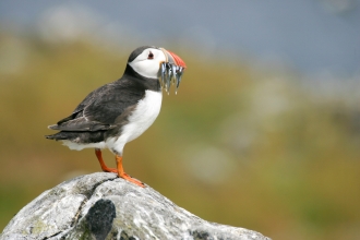 Puffin